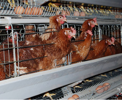 Chicken Cage Welding Machine
